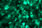 Virus Core Antigen Detection